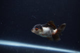 Baby Thai Oranda  Panda 2.5 Inch (ID#1203ToPTA-21) Free2Day SHIPPING