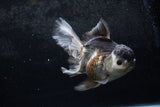 Thai Oranda  Panda 5.5 Inch (ID#1213To6b-91)