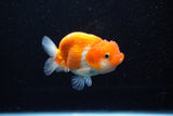 Juvenile Lionchu  Red White 3.5 Inch (ID#1108R11b-21) Free2Day SHIPPING