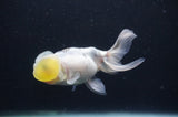 Bubble Eye  Calico 4 Inch (ID#404Be12c-72) Free2Day SHIPPING
