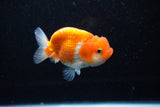 Juvenile Lionchu  Red White 3.5 Inch (ID#1108R11b-21) Free2Day SHIPPING