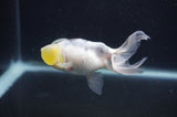 Bubble Eye  Calico 4 Inch (ID#404Be12c-72) Free2Day SHIPPING