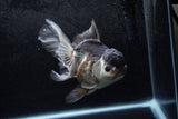 Thai Oranda  Panda 5.5 Inch (ID#1213To6b-91)