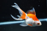 Ryukin Longtail Red White 4.5 Inch (ID#830Ry7b-10) Free2Day SHIPPING