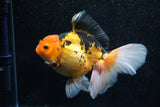 Thai Oranda  Tricolor 5.5 Inch (ID#1011To6c-102)