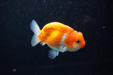 Juvenile Lionchu  Red White 3.5 Inch (ID#1108R11b-21) Free2Day SHIPPING