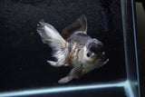 Thai Oranda  Panda 5.5 Inch (ID#1213To6b-91)