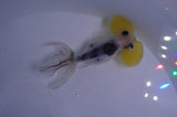 Bubble Eye  Calico 4 Inch (ID#404Be12c-72) Free2Day SHIPPING