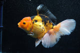 Thai Oranda  Tricolor 5.5 Inch (ID#1011To6b-102)