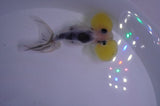 Bubble Eye  Calico 4 Inch (ID#404Be12c-72) Free2Day SHIPPING
