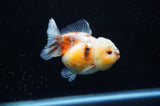Yuan Bao Oranda  Calico 3.5 Inch (ID#228Yb10b-61) Free2Day SHIPPING