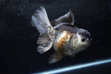 Thai Oranda  Panda 5.5 Inch (ID#1213To6b-91)