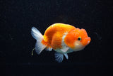 Juvenile Lionchu  Red White 3.5 Inch (ID#1108R11b-21) Free2Day SHIPPING