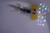 Bubble Eye  Calico 4 Inch (ID#404Be12c-72) Free2Day SHIPPING