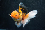 Thai Oranda  Tricolor 5.5 Inch (ID#1011To6c-102)