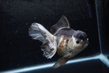 Thai Oranda  Panda 5.5 Inch (ID#1213To6b-91)