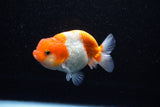 Juvenile Lionchu  Red White 3.5 Inch (ID#1108R11b-21) Free2Day SHIPPING