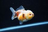 Yuan Bao Oranda  Calico 3.5 Inch (ID#228Yb10b-61) Free2Day SHIPPING