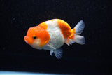 Juvenile Lionchu  Red White 3.5 Inch (ID#1108R11b-21) Free2Day SHIPPING