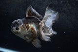 Thai Oranda  Panda 5.5 Inch (ID#1213To6b-91)