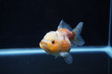 Yuan Bao Oranda  Calico 3.5 Inch (ID#228Yb10b-61) Free2Day SHIPPING