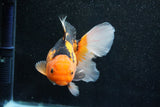 Thai Oranda  Tricolor 5.5 Inch (ID#1011To6b-102)