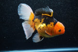 Thai Oranda  Tricolor 5.5 Inch (ID#1011To6b-102)