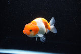 Juvenile Lionchu  Red White 3.5 Inch (ID#1108R11b-21) Free2Day SHIPPING