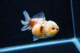 Yuan Bao Oranda  Calico 3.5 Inch (ID#228Yb10b-61) Free2Day SHIPPING