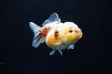Yuan Bao Oranda  Calico 3.5 Inch (ID#228Yb10b-61) Free2Day SHIPPING