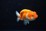 Juvenile Lionchu  Red White 3.5 Inch (ID#1108R11b-21) Free2Day SHIPPING