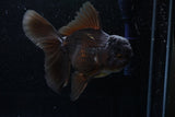 Thai Oranda  Black 4.5 Inch (ID#214T5c-70) Free2Day SHIPPING