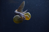 Bubble Eye  Chocolate 4 Inch (ID#404Be12c-73) Free2Day SHIPPING