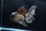 Thai Oranda  Panda 5.5 Inch (ID#1213To6b-92)