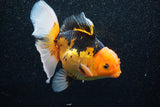 Thai Oranda  Tricolor 5.5 Inch (ID#1011To6c-102)