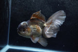 Thai Oranda  Panda 5.5 Inch (ID#1213To6b-92)