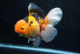 Thai Oranda  Tricolor 5.5 Inch (ID#1011To6c-102)