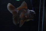 Thai Oranda  Black 4.5 Inch (ID#214T5c-70) Free2Day SHIPPING