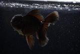 Thai Oranda  Black 4.5 Inch (ID#214T5c-70) Free2Day SHIPPING