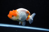 Juvenile Lionchu  Red White 4 Inch (ID#1108R11b-22) Free2Day SHIPPING