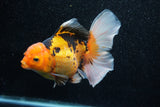 Thai Oranda  Tricolor 5.5 Inch (ID#1011To6b-102)