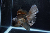 Thai Oranda  Panda 5.5 Inch (ID#1213To6b-92)