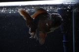 Thai Oranda  Black 4.5 Inch (ID#214T5c-70) Free2Day SHIPPING