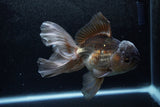 Thai Oranda  Panda 5.5 Inch (ID#1213To6b-92)