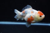 Yuan Bao Oranda  Calico 4 Inch (ID#228Yb10b-62) Free2Day SHIPPING