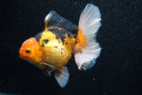 Thai Oranda  Tricolor 5.5 Inch (ID#1011To6b-102)