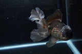 Thai Oranda  Panda 5.5 Inch (ID#1213To6b-92)