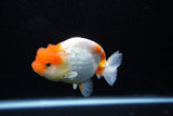 Juvenile Lionchu  Red White 4 Inch (ID#1108R11b-22) Free2Day SHIPPING