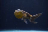 Bubble Eye  Chocolate 4 Inch (ID#404Be12c-73) Free2Day SHIPPING