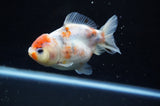 Yuan Bao Oranda  Calico 4 Inch (ID#228Yb10b-62) Free2Day SHIPPING